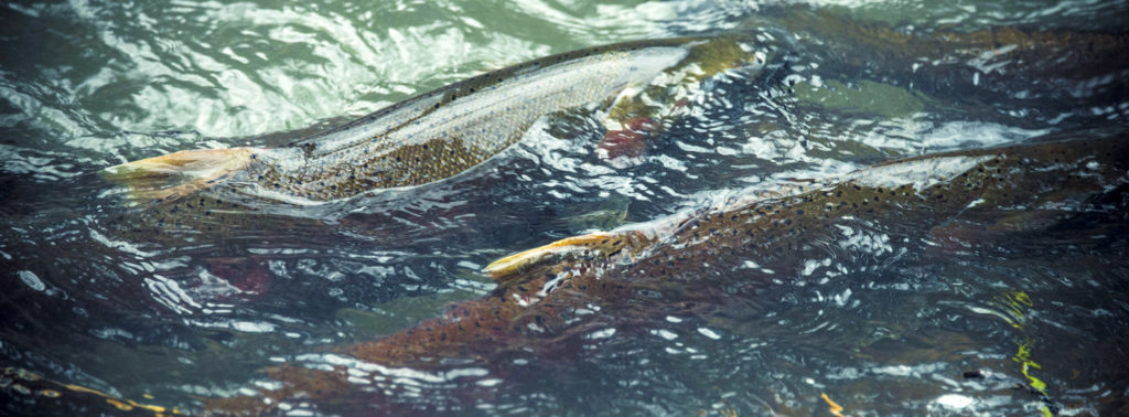 Close up of two salmon in river.